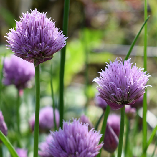 Chives, Dried
