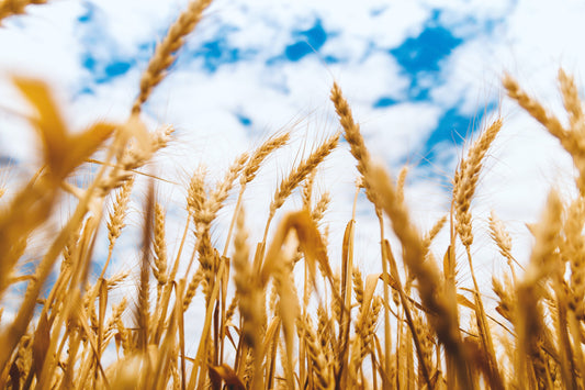 Pearl Barley